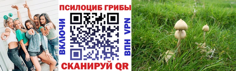 закладки  Сертолово  Псилоцибиновые грибы Psilocybe 