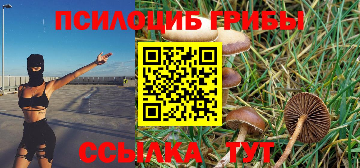 Галлюциногенные грибы Psilocybine cubensis Сертолово